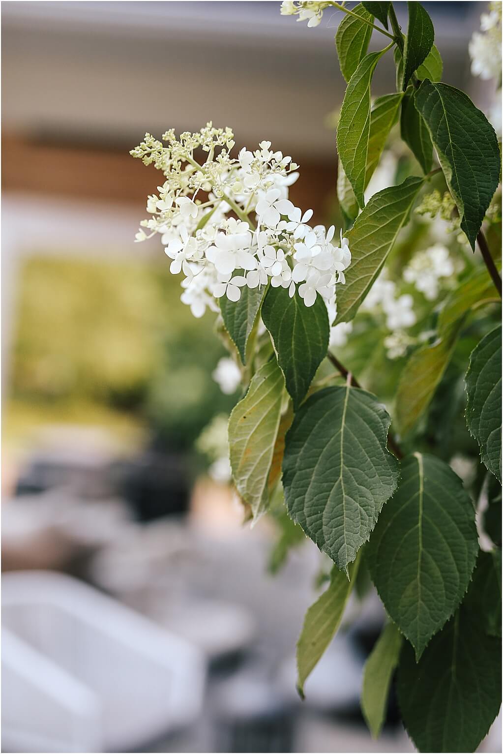 30+ Cone-Shaped Flowers, Conical Shaped Hydrangeas