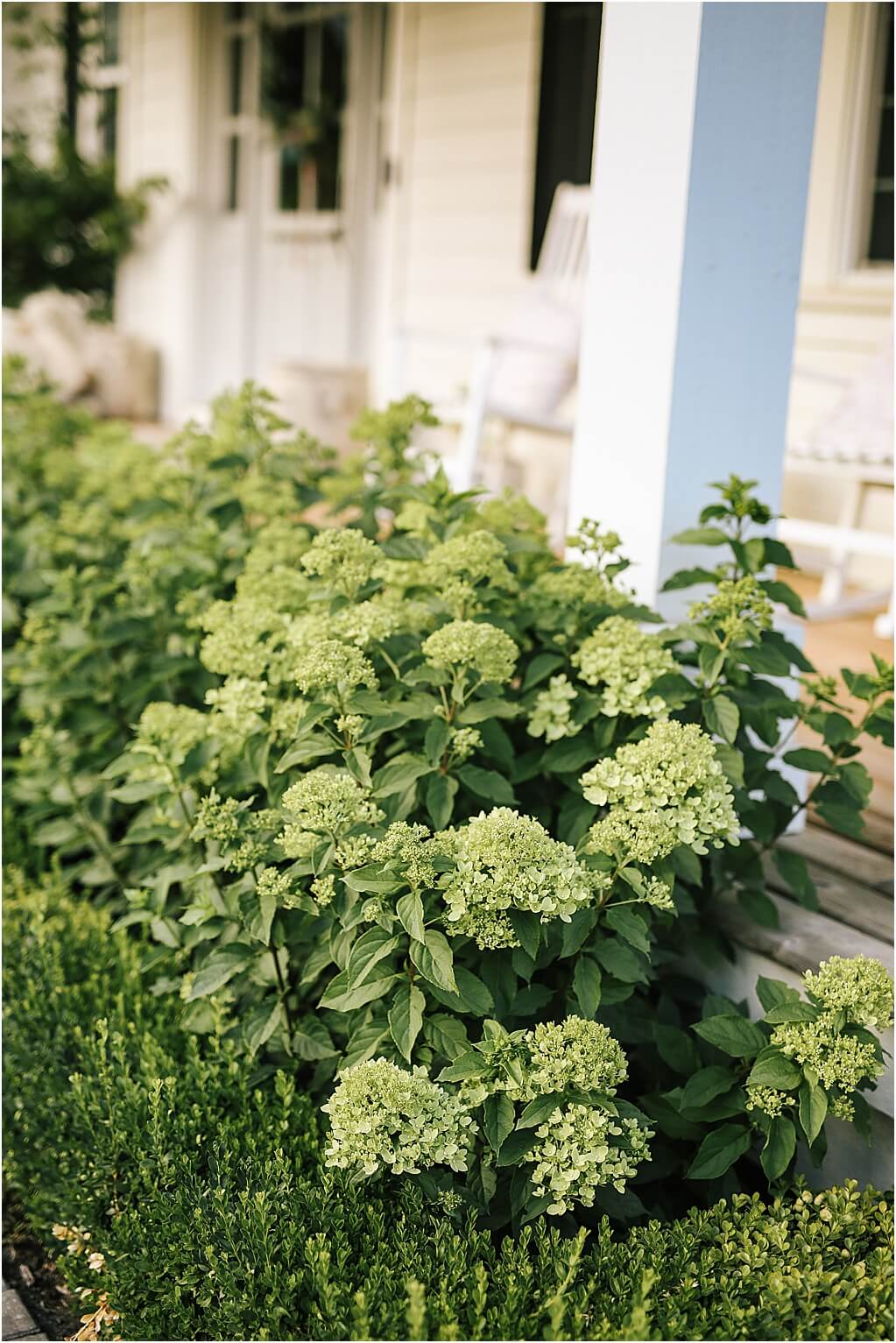 Our hydrangeas What Dreams May Become